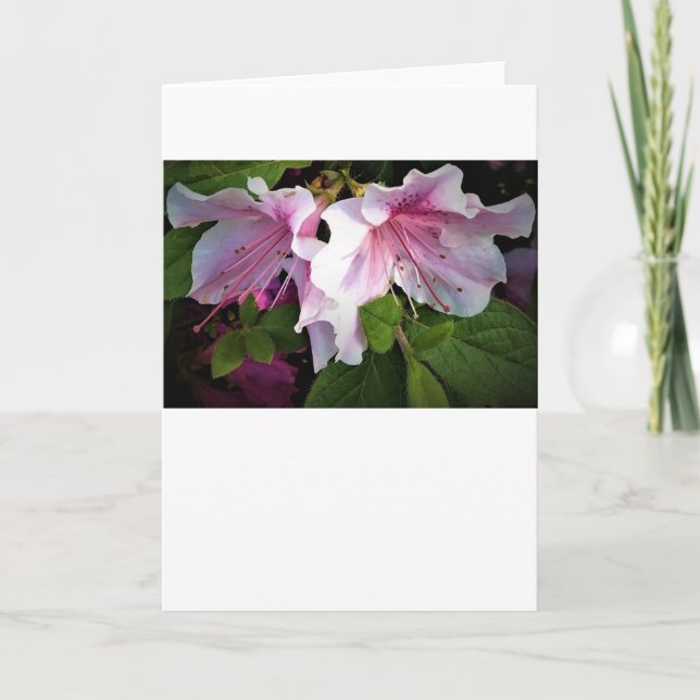 Azalea, kort (Framsida)