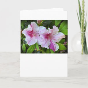 Azalea, kort