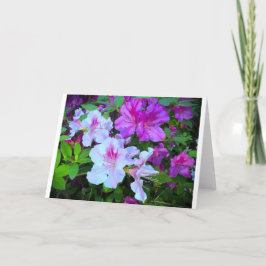 Azalea, kort