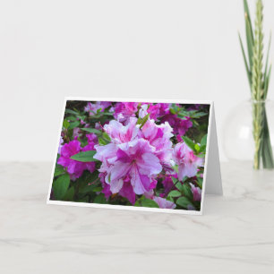 Azalea, kort