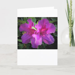 Azalea, kort