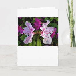 Azalea, kort