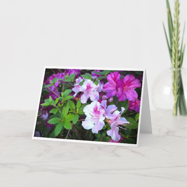 Azalea, kort (Framsida)
