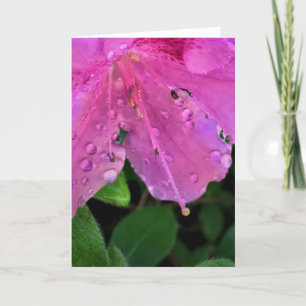 Azalea, kort