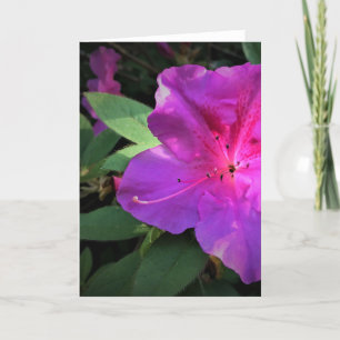 Azalea, kort