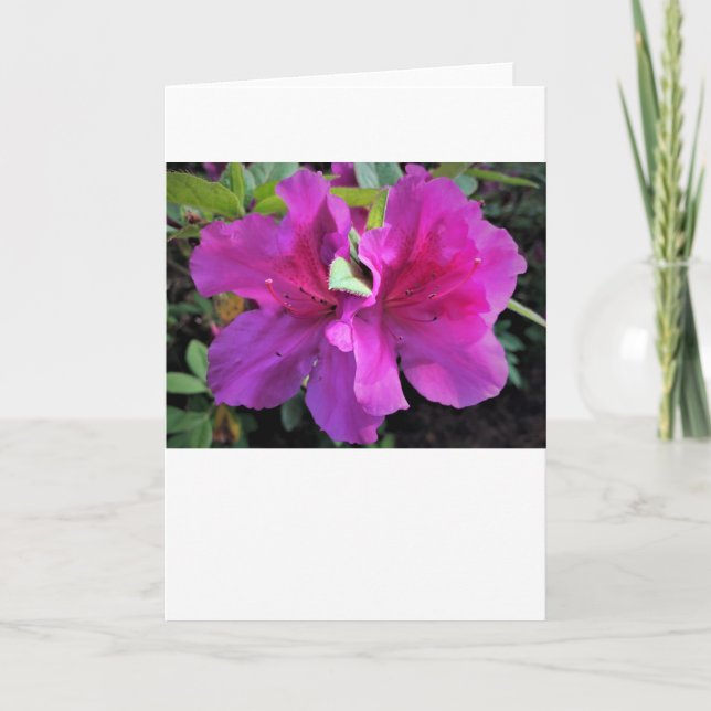Azalea, kort (Framsida)