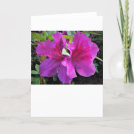 Azalea, kort