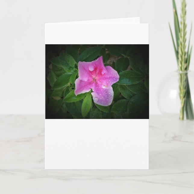 Azalea, kort (Framsida)