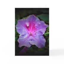 Azalea, kort