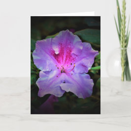 Azalea, kort