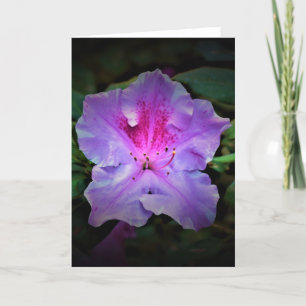 Azalea, kort