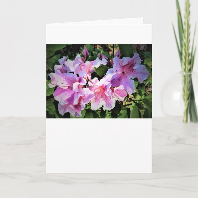 Azalea, kort (Framsida)