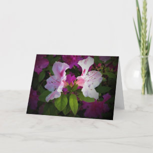 Azalea, kort