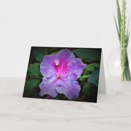 Azalea, kort