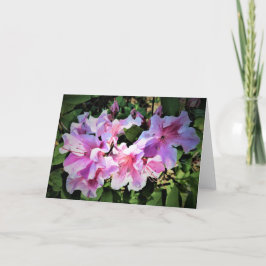 Azalea, kort