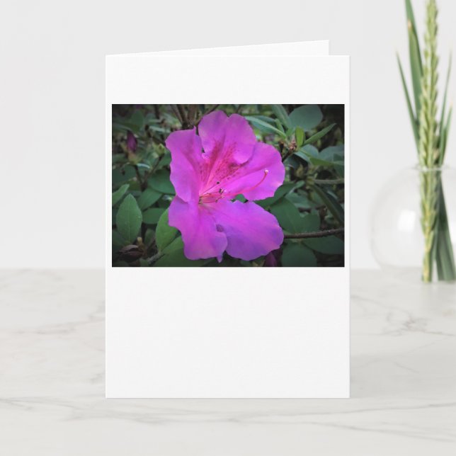 Azalea, kort (Framsida)
