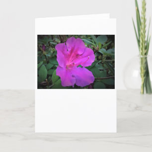 Azalea, kort