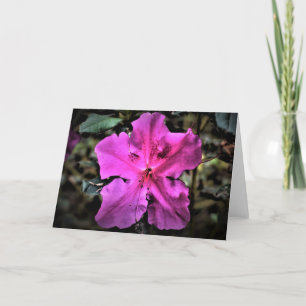 Azalea, kort