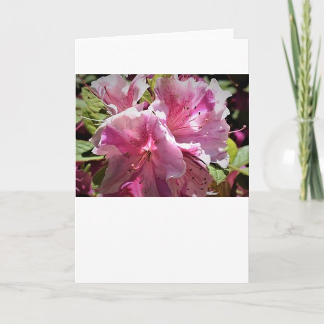 Azalea, kort (Framsida)