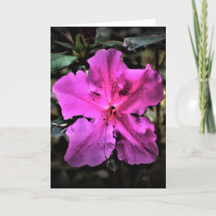 Azalea, kort