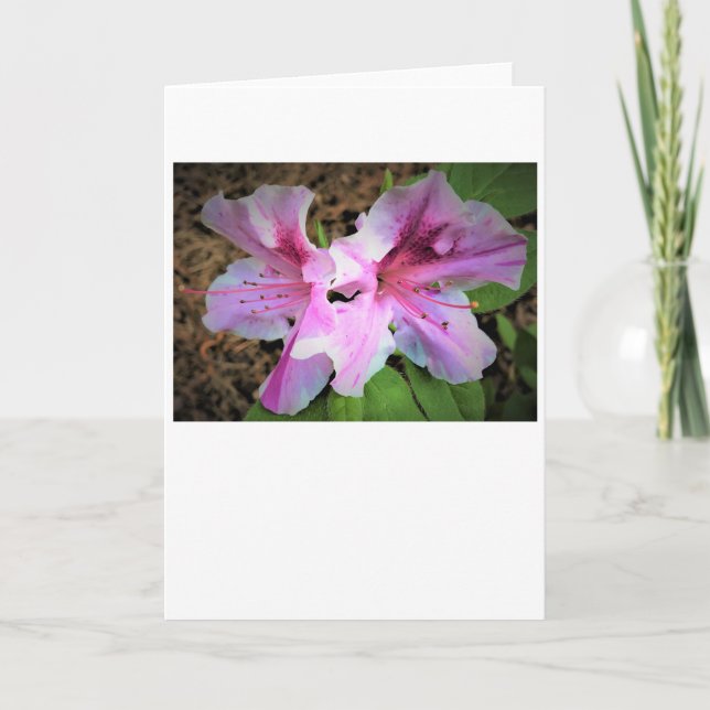 Azalea, kort (Framsida)