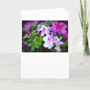 Azalea, kort