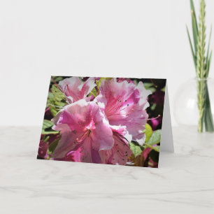Azalea, kort