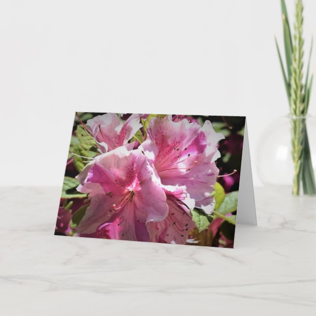 Azalea, kort (Framsida)