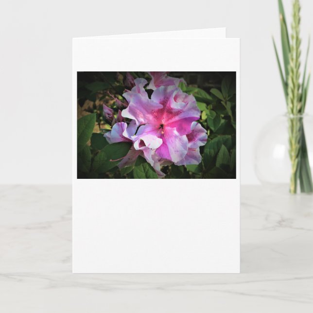 Azalea, kort (Framsida)