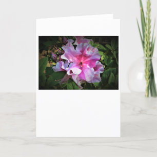 Azalea, kort