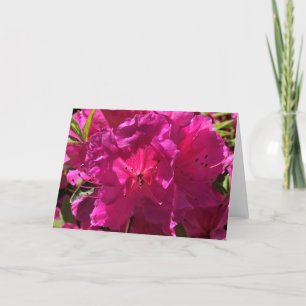Azalea, kort