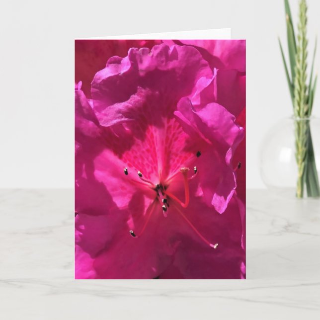 Azalea, kort (Framsida)