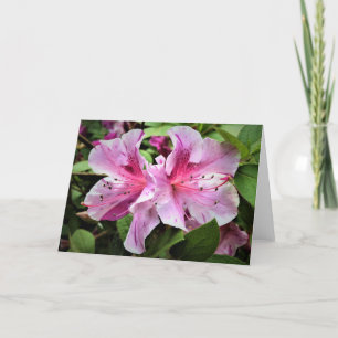 Azalea, kort