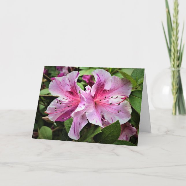 Azalea, kort (Framsida)