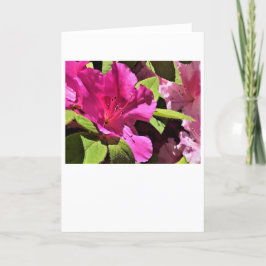 Azalea, kort