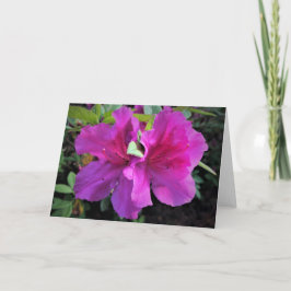 Azalea, kort
