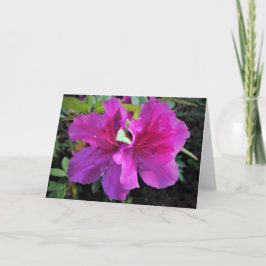 Azalea, kort