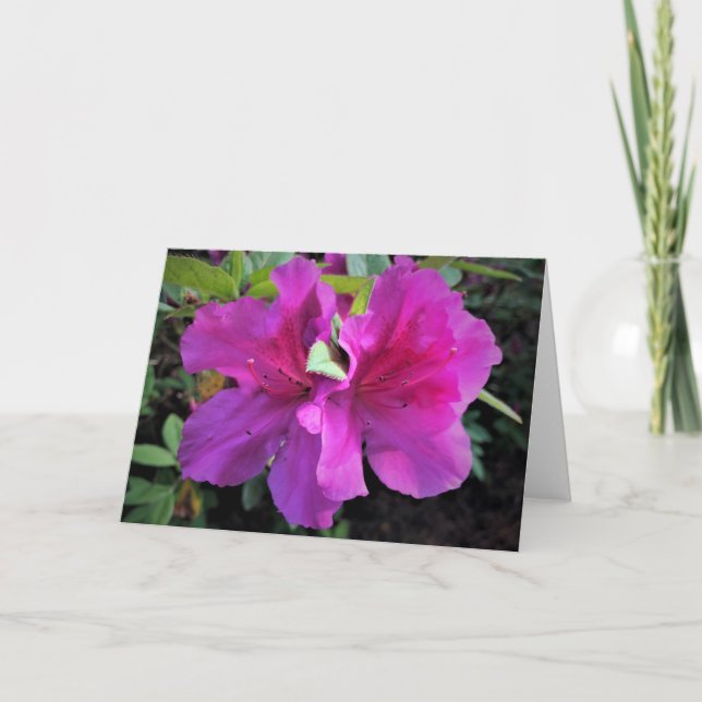 Azalea, kort (Framsida)