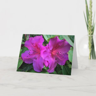 Azalea, kort