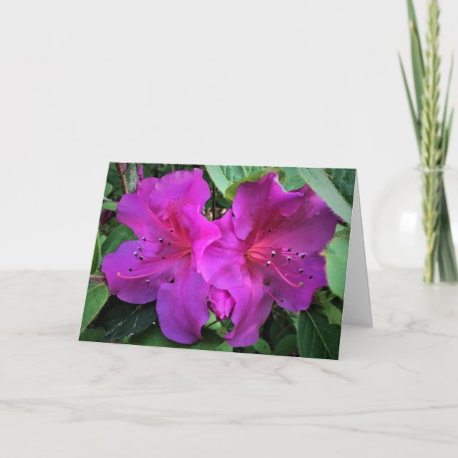 Azalea, kort (Framsida)