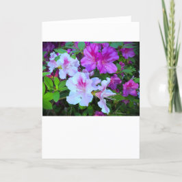 Azalea, kort