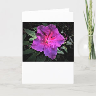 Azalea, kort