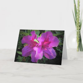 Azalea, kort