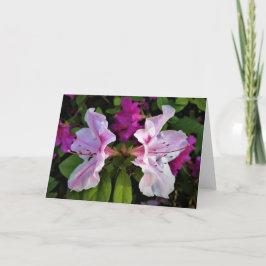 Azalea, kort