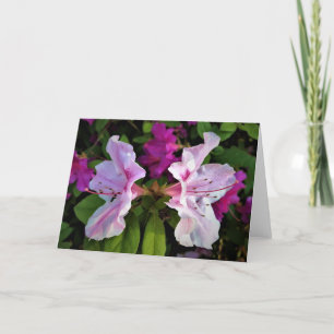 Azalea, kort