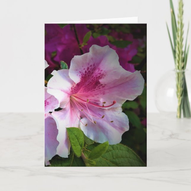 Azalea, kort (Framsida)