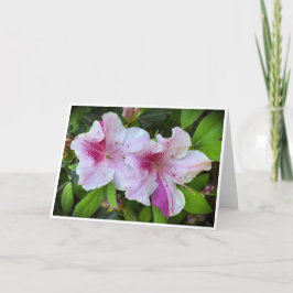 Azalea, kort