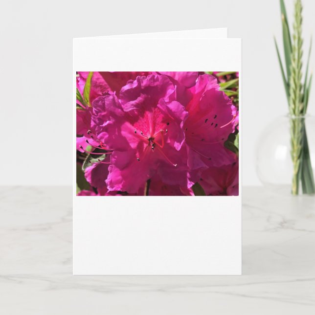 Azalea, kort (Framsida)