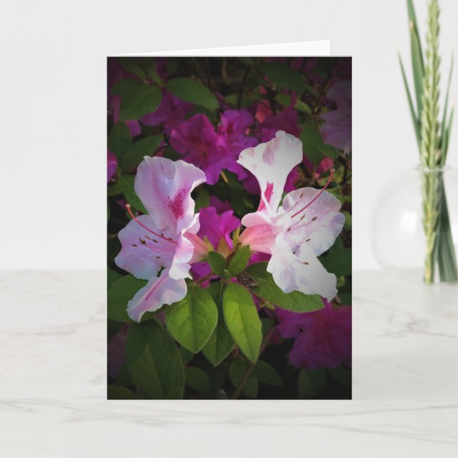 Azalea, kort (Framsida)