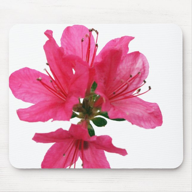 Azalea Musmatta (Framsidan)